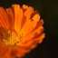 calendula23-9