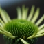 Distel-0034