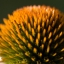Echinacea