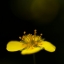 Potentilla erecta