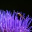 Scolymus-0083