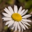 bellis-dsc_0266-kopie