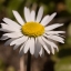 bellis-dsc_0268-kopie