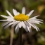 bellis-dsc_0271-kopie