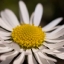 bellis-dsc_0274-kopie