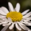bellis-dsc_0283-kopie