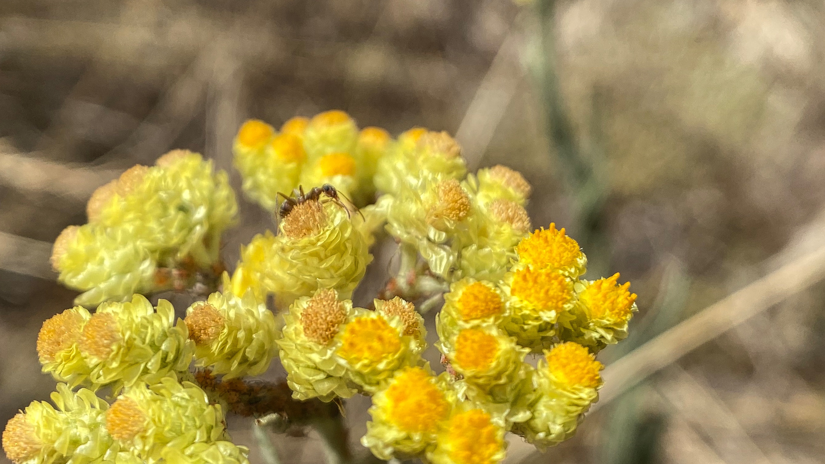 Sandstrohblume, Helichrysum arenarium, Pflanzenheilkunde, Kräuterwanderung, HP Brasch, George´s Pflanzenwelt